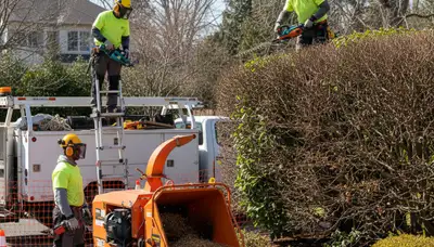 Professional shrub removal service in Andover, MA by Arbor Tree Care
