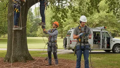 Andover, MA tree disease treatment by Arbor Tree Care inspecting a sick tree for diagnosis