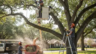 Tree pruning service in Andover, MA by Arbor Tree Care for healthier, safer trees