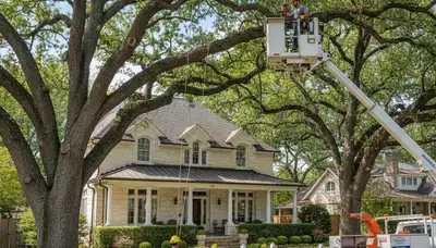 Tree service crew in Andover, MA providing professional tree removal and trimming services
