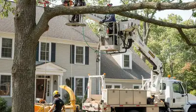 Tree service crew in Andover, MA providing professional tree trimming and removal for homeowners