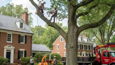 Tree service crew in Andover, MA providing professional tree care and removal services