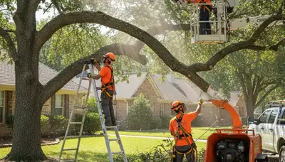 Andover, MA arborist trimming trees for safer, healthier properties
