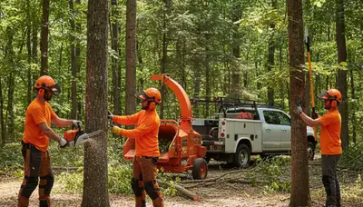 Andover, MA woodlot management by Arbor Tree Care improving woodland safety and health
