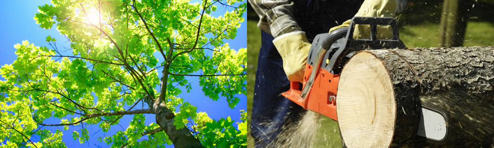 Tree Services Lawrence